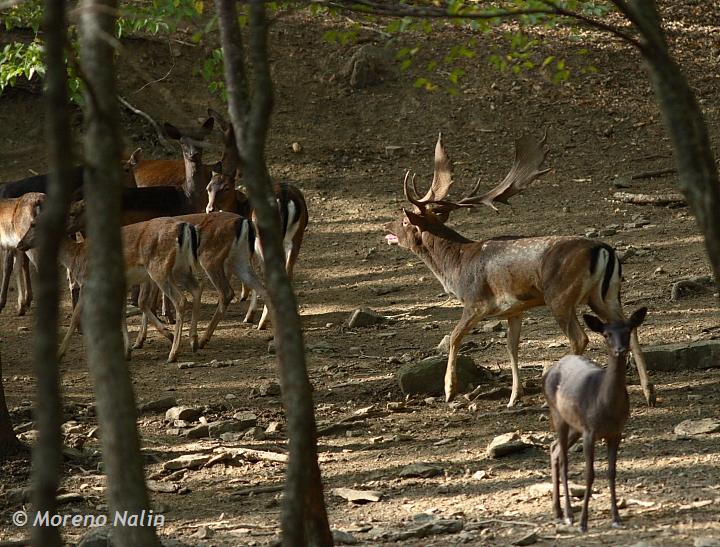 Daino: colorazione del mantello e altro...